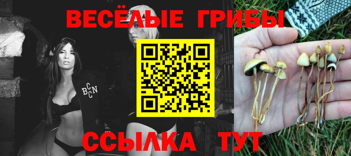 Псилоцибиновые грибы прущие грибы  Псилоцибиновые грибы GOLDEN TEACHER  Удомля  Вход с VPN 